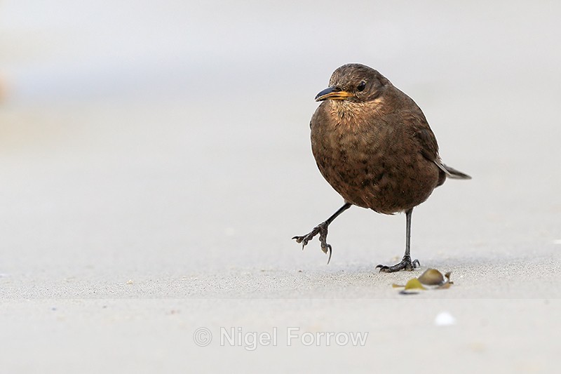 Blackish Cinclodes walking on beach, Carcass Settlement, Falklands - Tussockbird (Blackish Cinclodes)