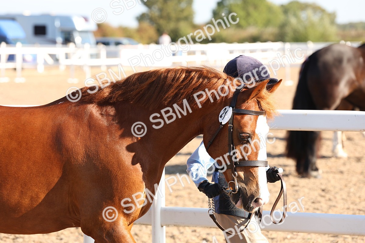 SBM_11622 - Class 203 - Young Handler 11 to 16 years