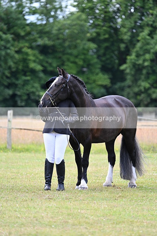 WJ7_7149 - Class 5a Most Handsome Gelding in Hand