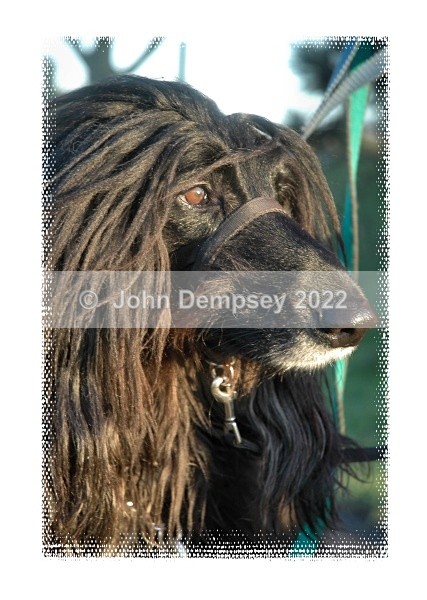 Fagin - Walking the Dog