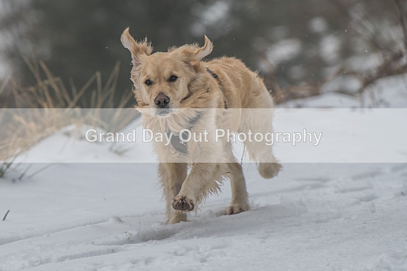 Glentress-274 - High Terrain Events Glentress 42, 21 & 10K Trail Races Sunday 15th February 2026