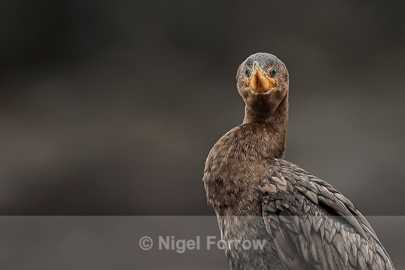 Neotropic Cormorant head-on portrait, Chile - Neotropic Cormorant