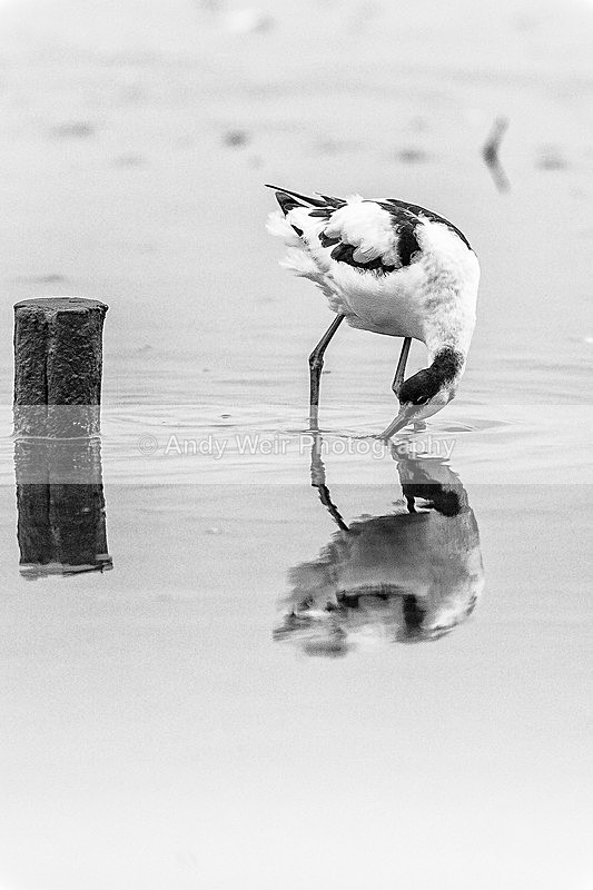 20131001-3K8A6458-2447 - Waders