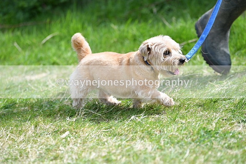 WJ5_0352 - Class 7 Best Terrier