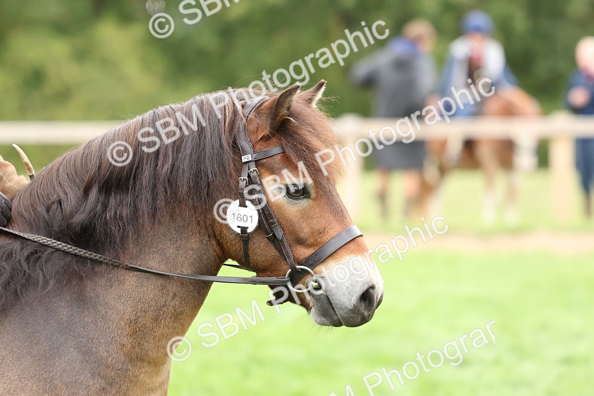 SBM_67485 - S61 - Mountain & Moorland Ridden