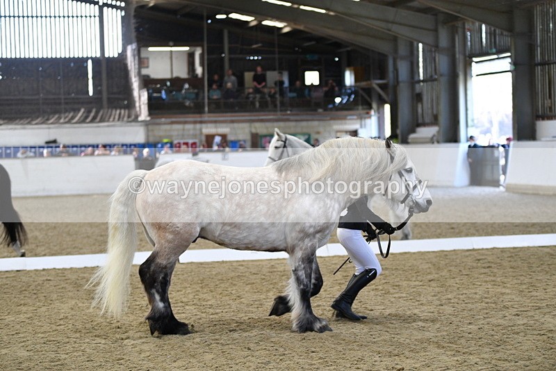 WJ5_4350 - Class 6 In hand M&M - Large Breeds