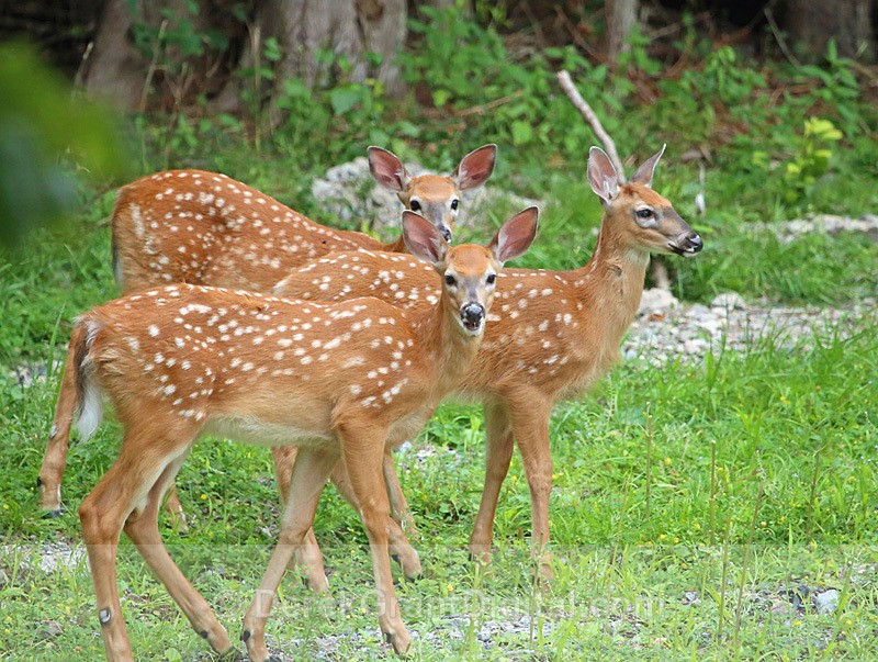 Fawn Triplets Odocoileus virginianus borealis - Mammals, Reptiles & Amphibians