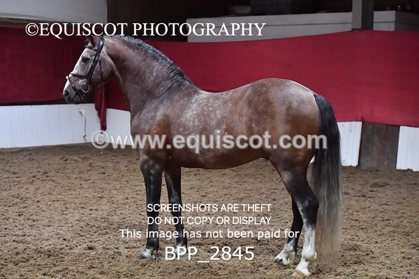 BPP_2845 - LOOSE JUMPING / SPSS