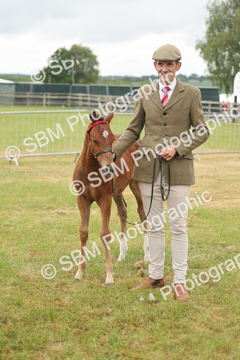 SBM_05530 - Class 68-73 - Riding Pony Breeding