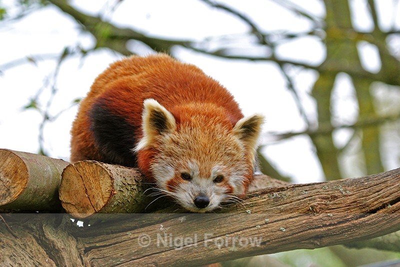 Red Panda, Cotswold Wildlife Park, Burford - Panda
