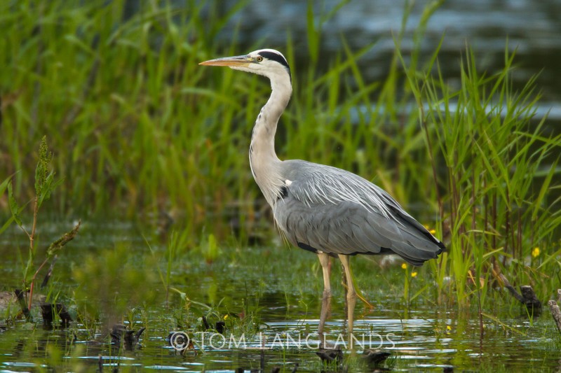 Grey Heron - All Other Birds