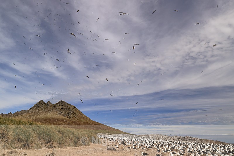 Albatross-filled sky, Steeple Jason, Falkland Islands - Falkland Islands