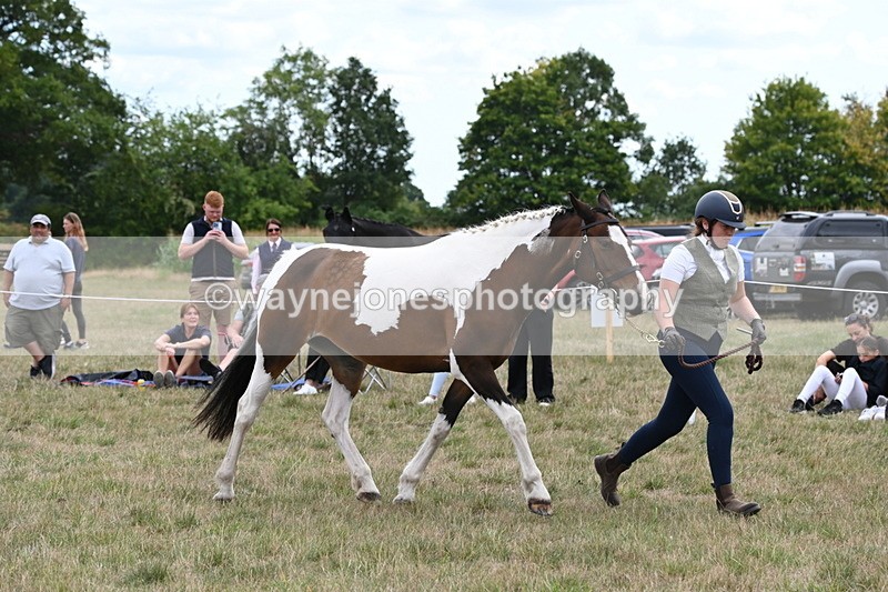 WJ6_5604 - Class 18 In-hand Coloured