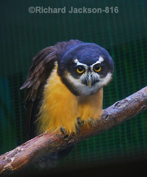 Spectacled Owl - Birds
