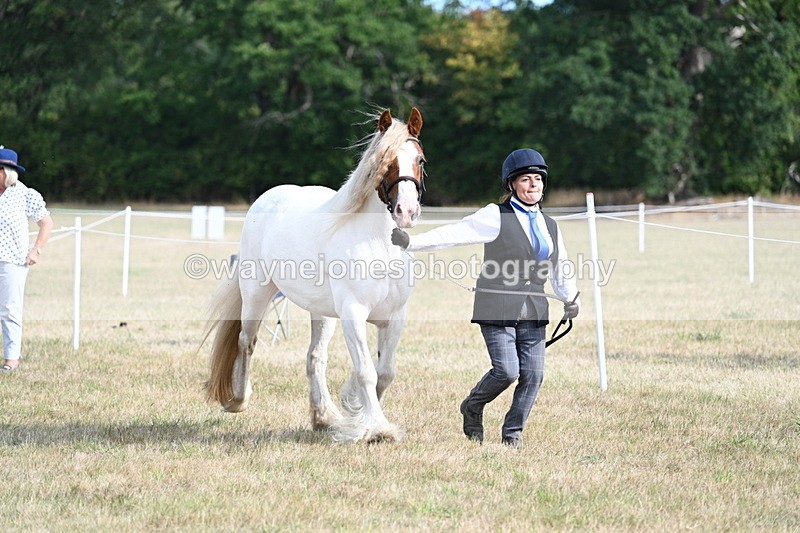 WJ7_8149 - In-hand Championship
