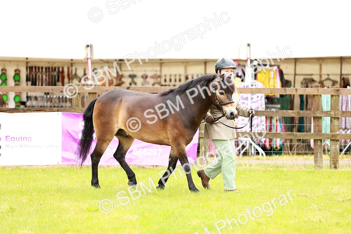 SBM_00248 - Class 58-67 - M&M Non Welsh Pony In hand