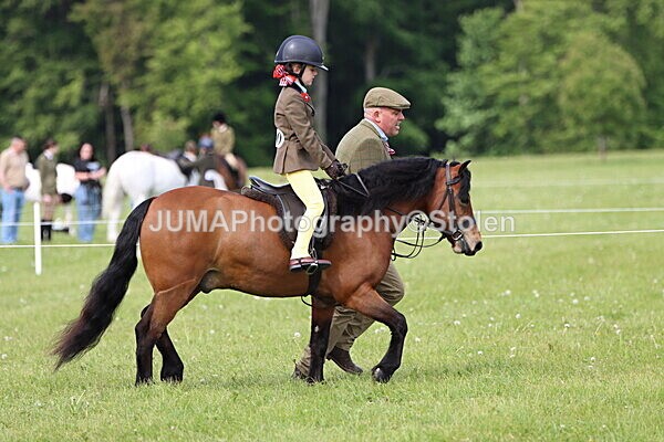 IMG_2315 - Working Hunter