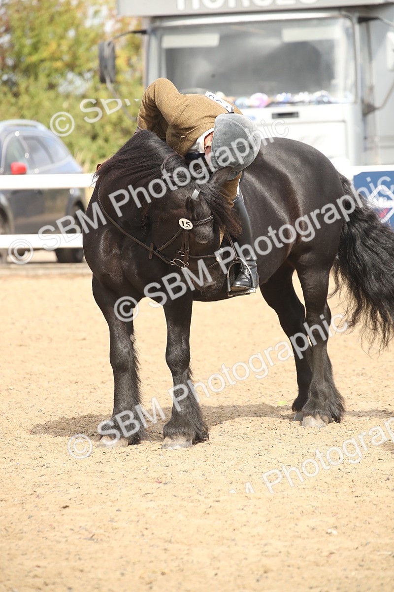 SBM_14580 - Class 505a - M&M Working Veteran - 50cm (15-19)