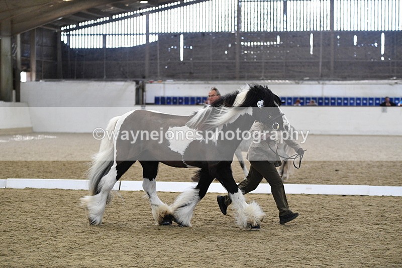 WJ5_5041 - Class 7 In hand coloured / odd coloured