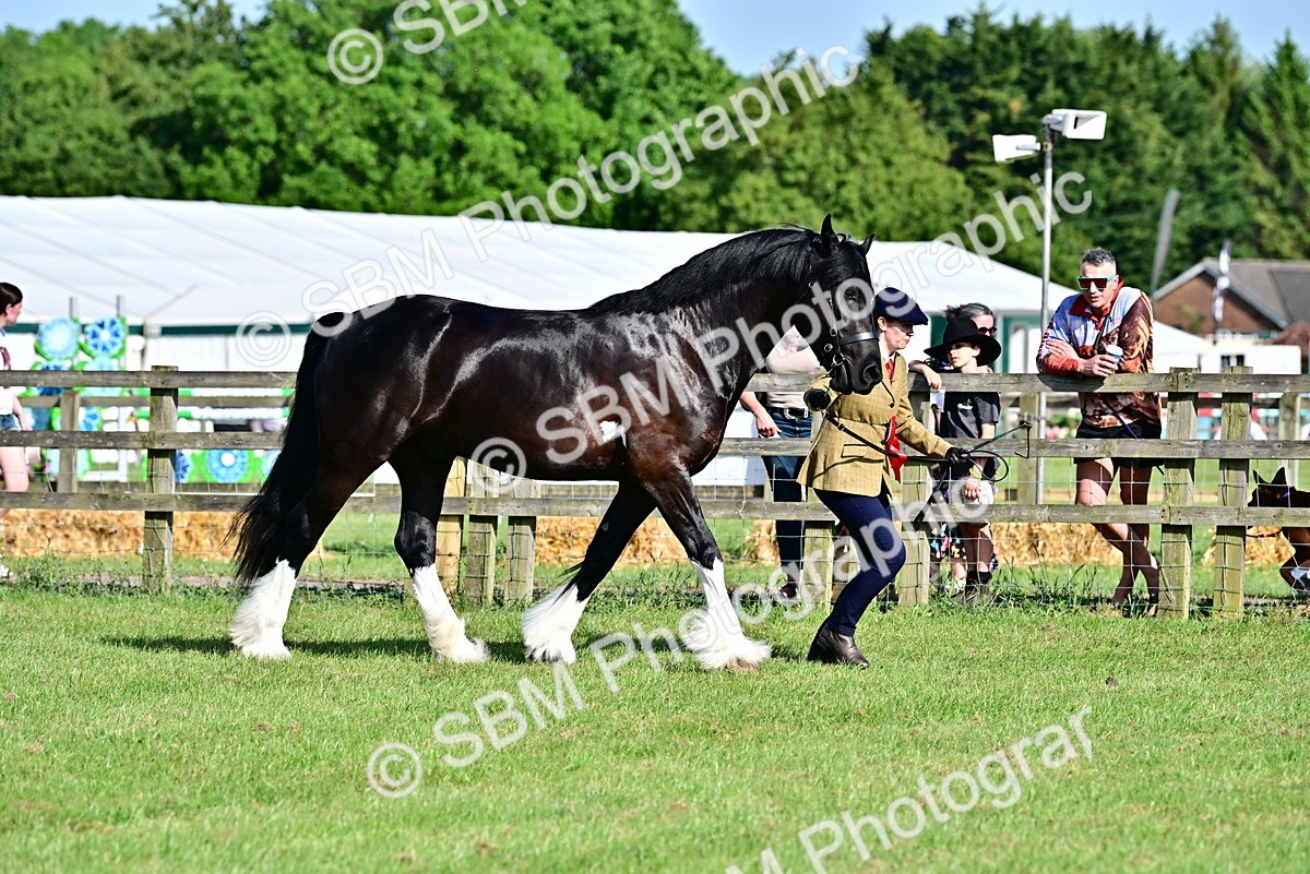 SBM_10145 - Class 63-65 - Traditional Gypsy Cobs In Hand & Ridden