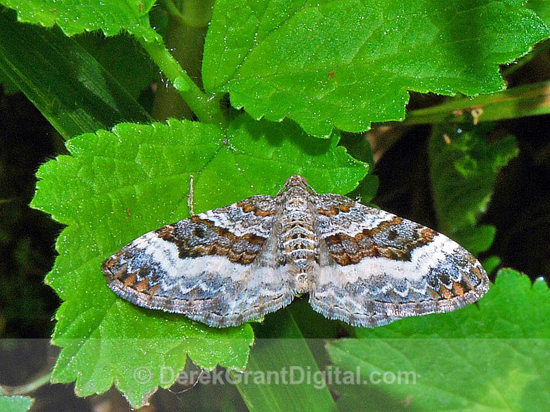 White-banded Toothed Carpet Moth