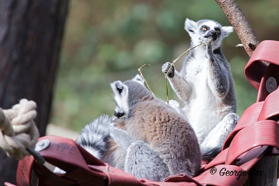 LemursGeorge Cox - Yorkshire Wildlife Park
