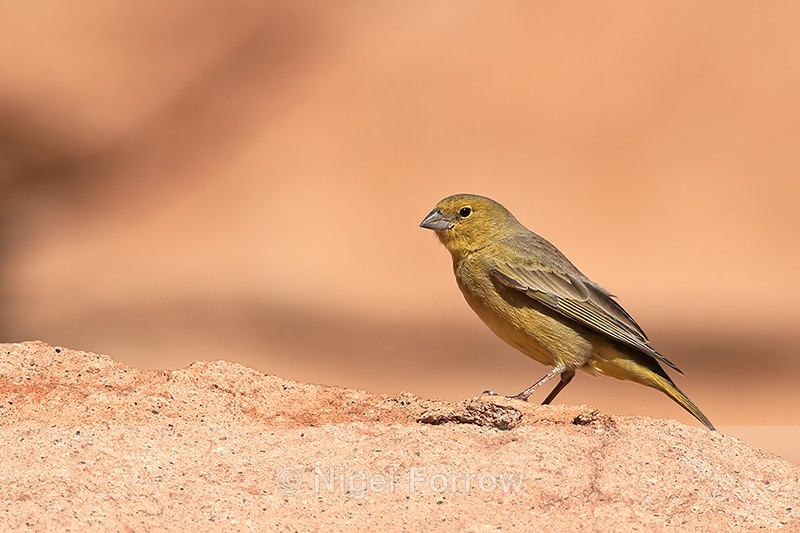Greenish Yellow-Finch at Yerbas Buenas petroglyphs, Atacama Desert - Greenish Yellow-Finch