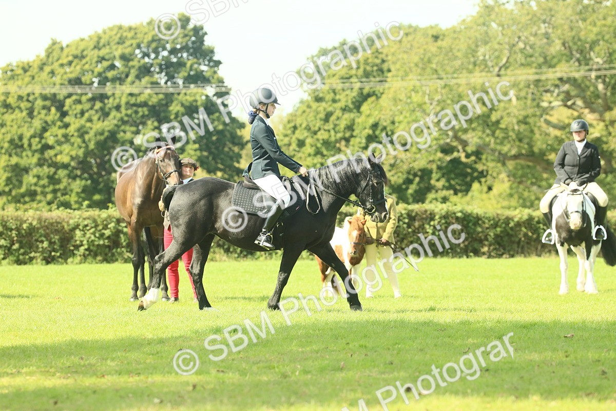 SBM_66535 - S34 - Rehabilitated Rescue Horse & Pony In Hand & Ridden