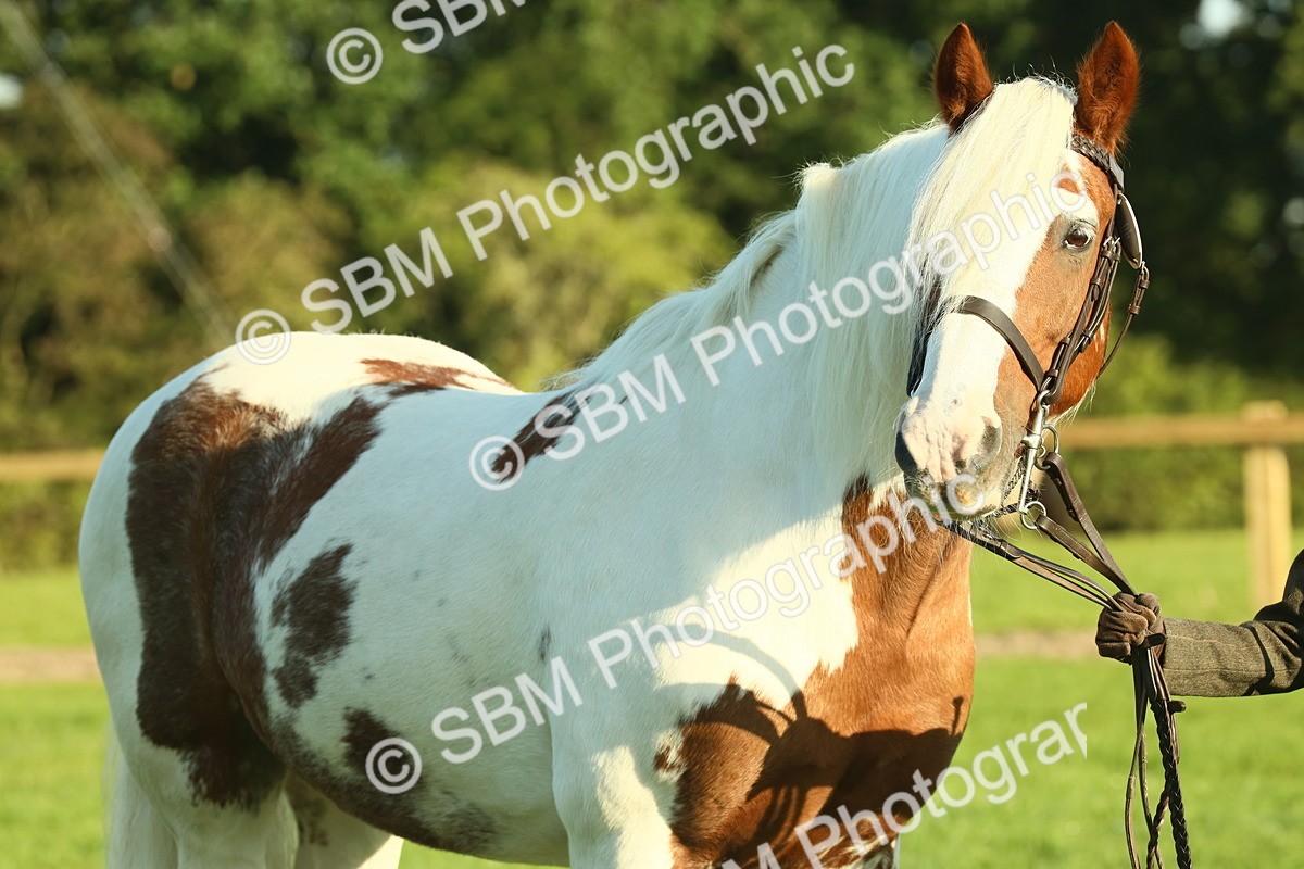 SBM_57494 - S37 - Starters In Hand Showing