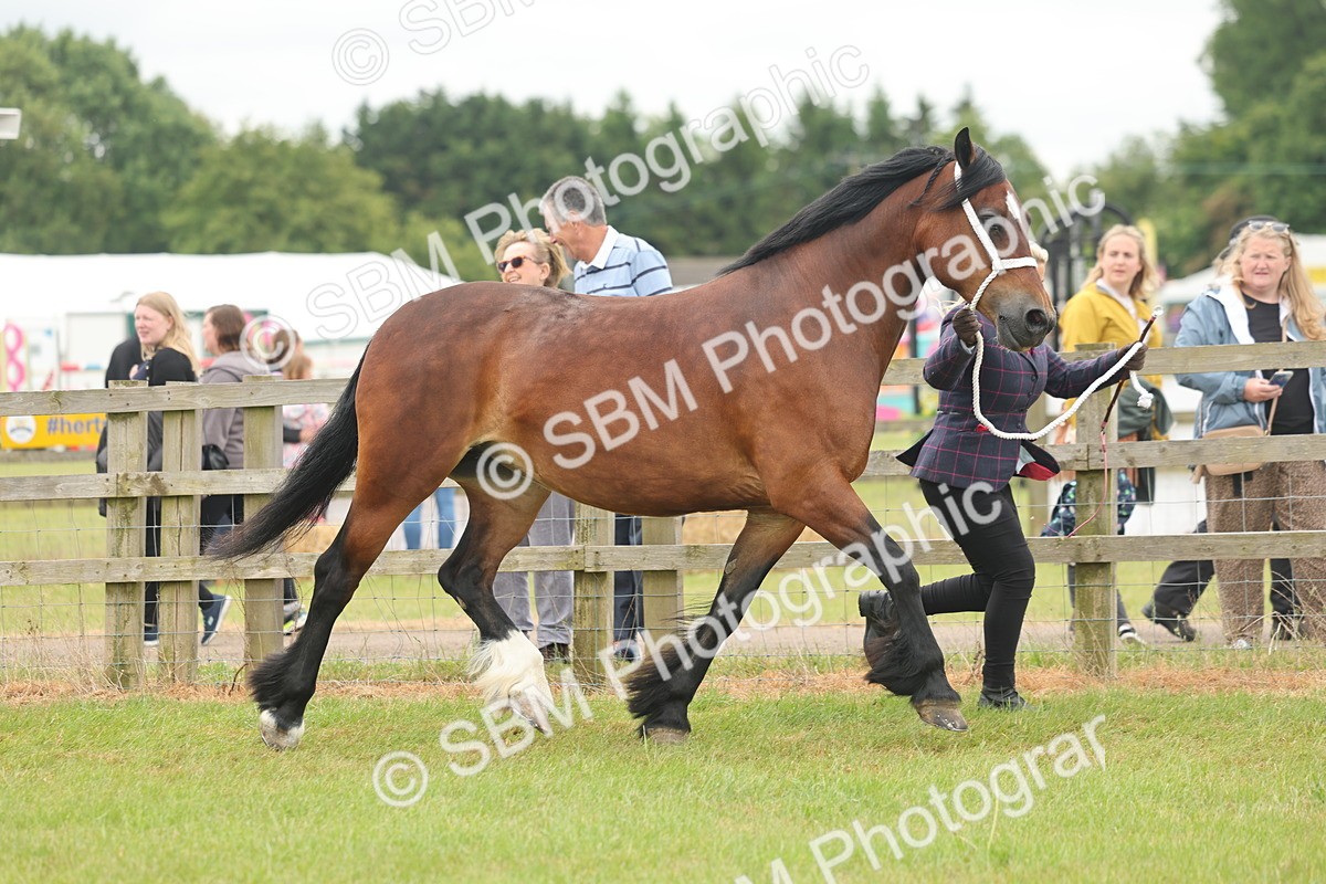 SBM_04881 - Class 50-57 - M&M Welsh Pony In Hand