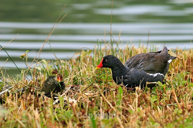 |Moorhen with Chicks - Birds