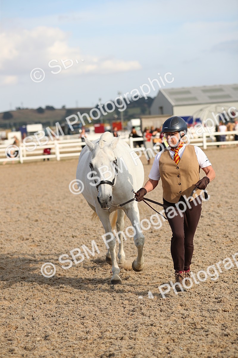 SBM_08657 - Class 28 - IH Veteran Horse