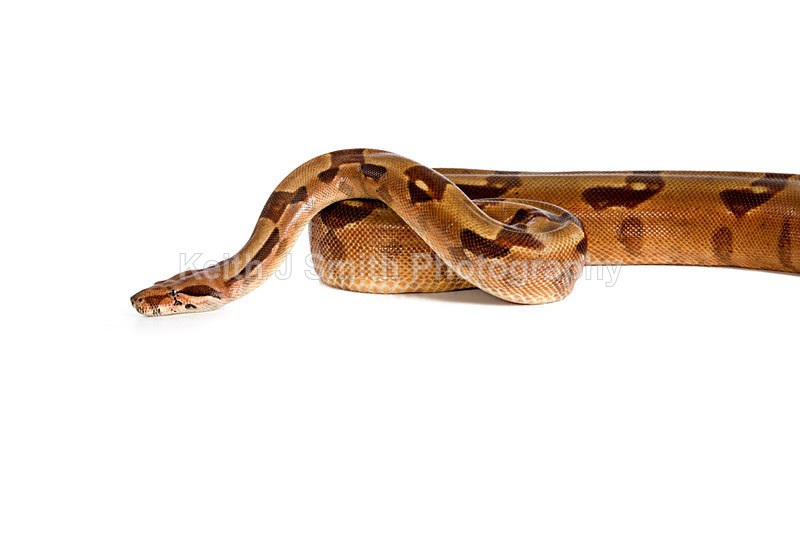 1KJS0193 - Roaming Reptile Show