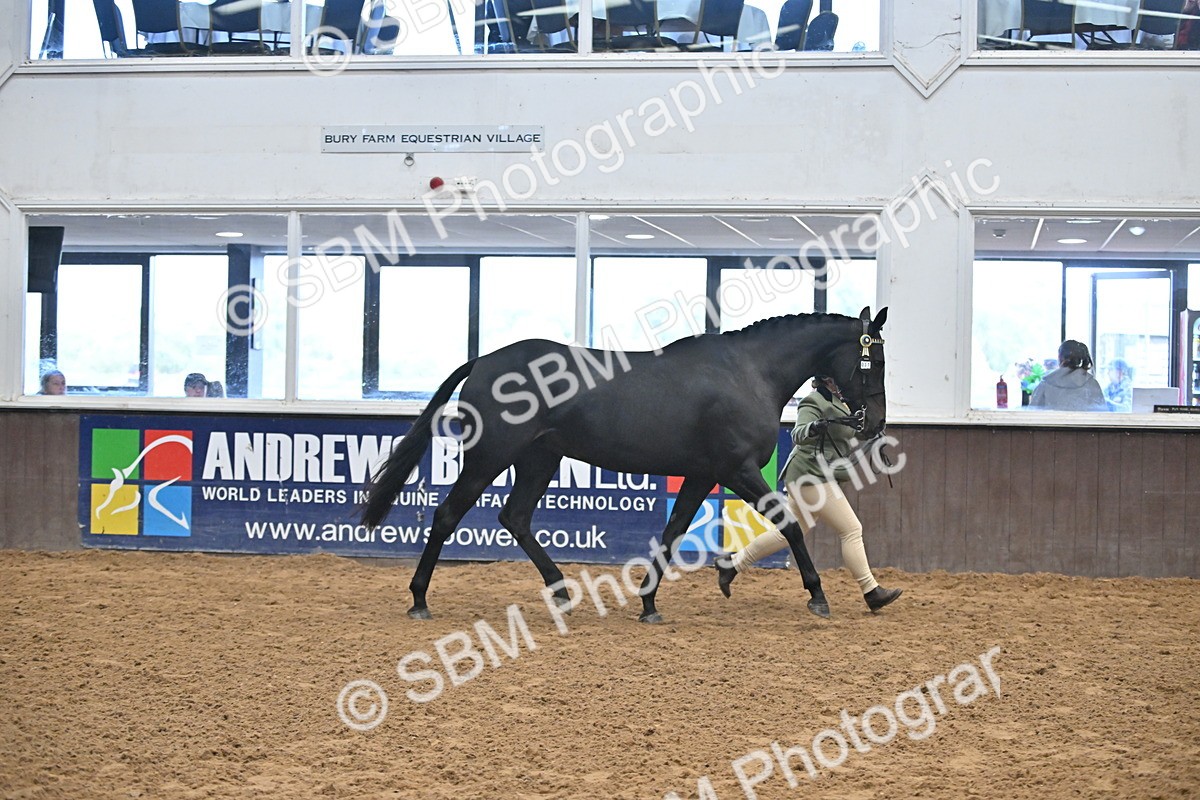 SBM_000208 - Class 7 - ROR Tattersalls In Hand