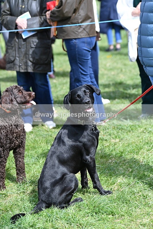 WJ5_9808 - Class 3 Most Handsome Dog