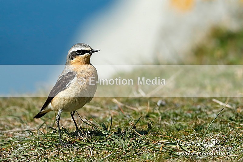 Wheatear M 220415 3a - Nature