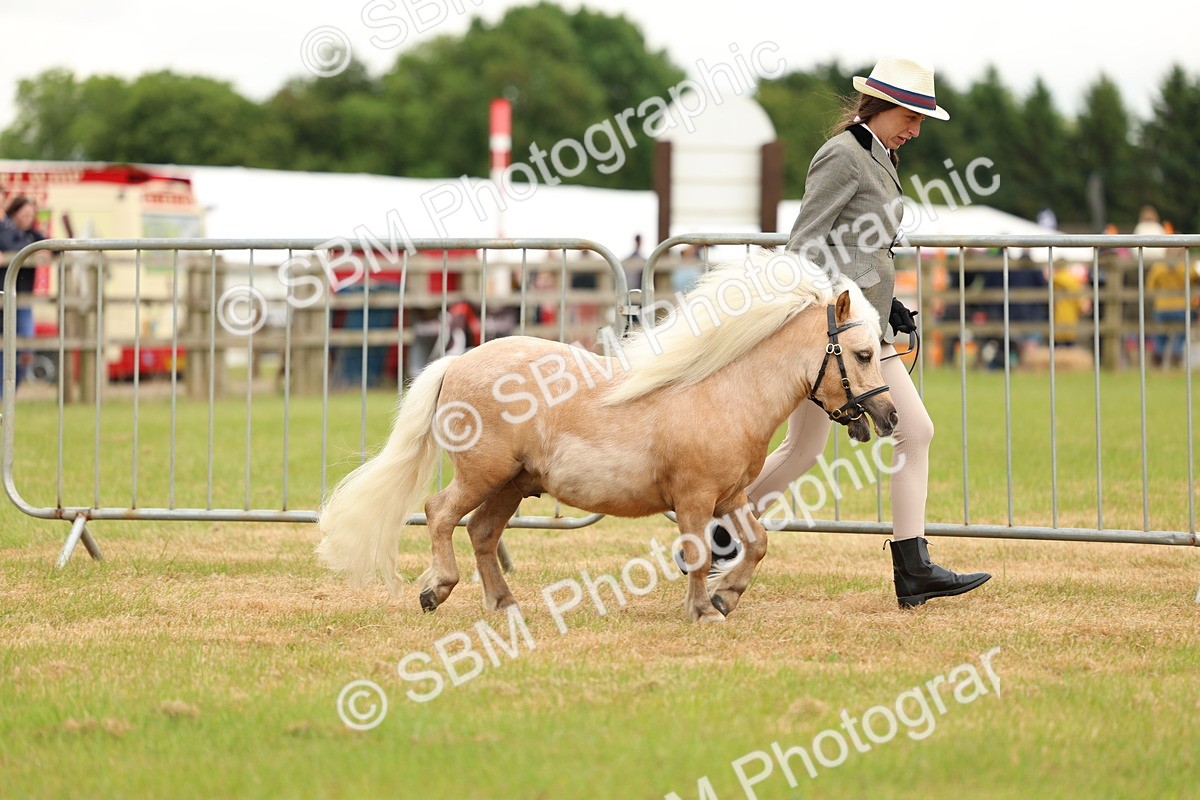 SBM_04446 - Class 64-67 - Shetland Pony In Hand