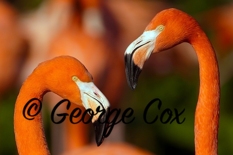 flamingo