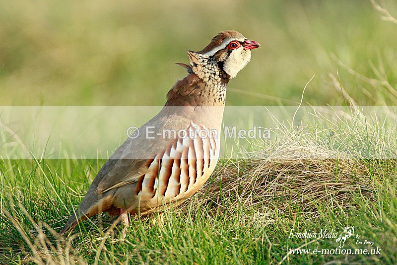 Red-legged partridge 250312  37a - Nature