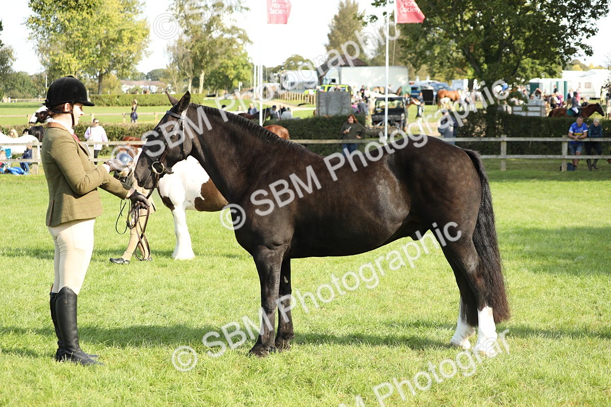 SBM_62336 - S45 - Mini Show Cob In Hand