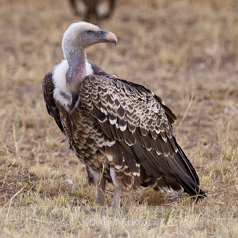 Rüppell's Griffon Vulture - Rüppell's Griffon Vulture