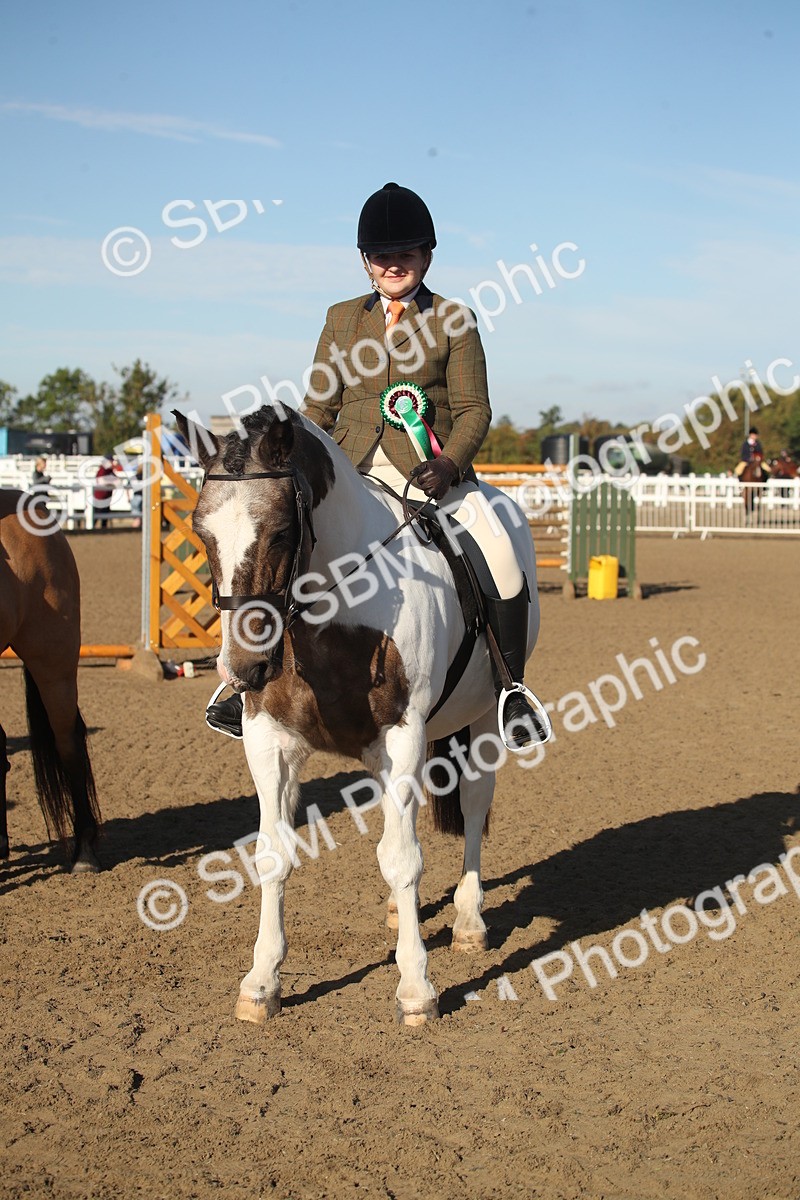SBM_11590 - Class 502 - Riding Club Horse