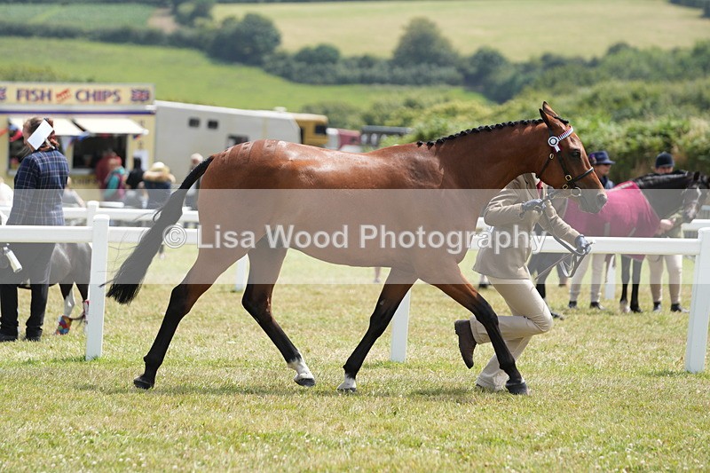 DSC06350 - Class 55: Hunter/Riding Horse/Hack 3 & 4 yr olds
