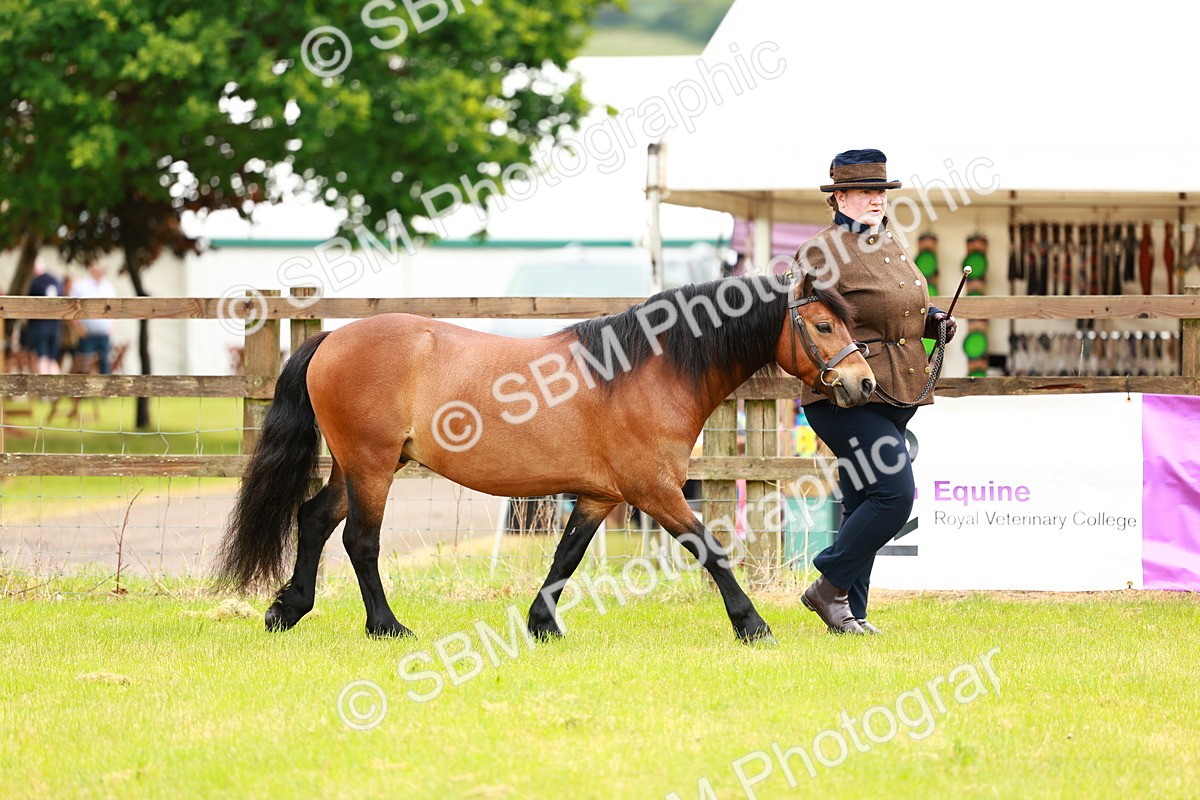 SBM_00251 - Class 58-67 - M&M Non Welsh Pony In hand