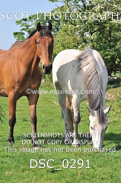 DSC_0291 - ARCHIVE REQUEST - Quincy and Guinness