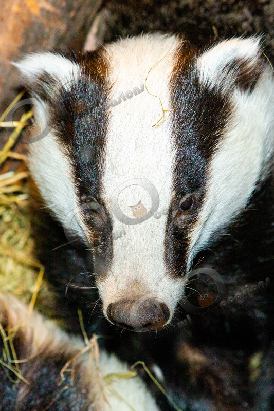badger Meles meles-9133 - UK Wildlife