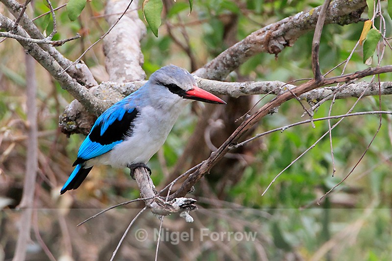 Woodland Kingfisher perched on a branch - Woodland Kingfisher