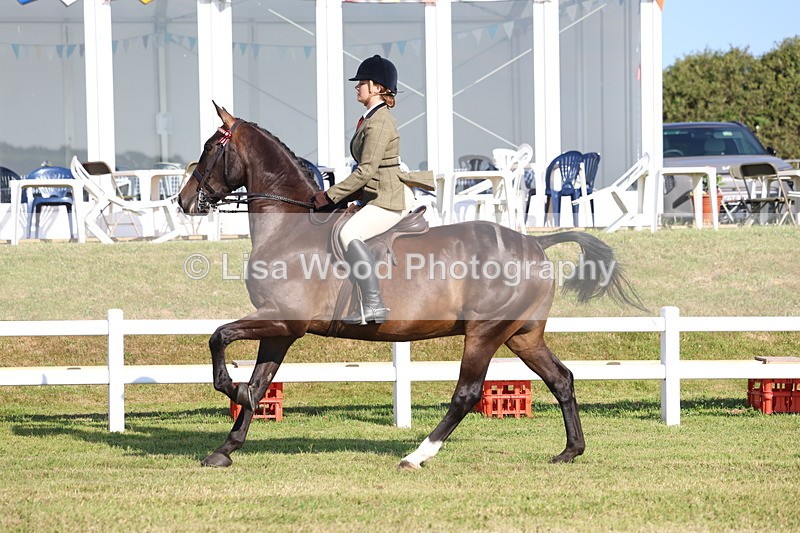 3E7A5563 - Class 2: Rising Star Large Hack/Riding Horse