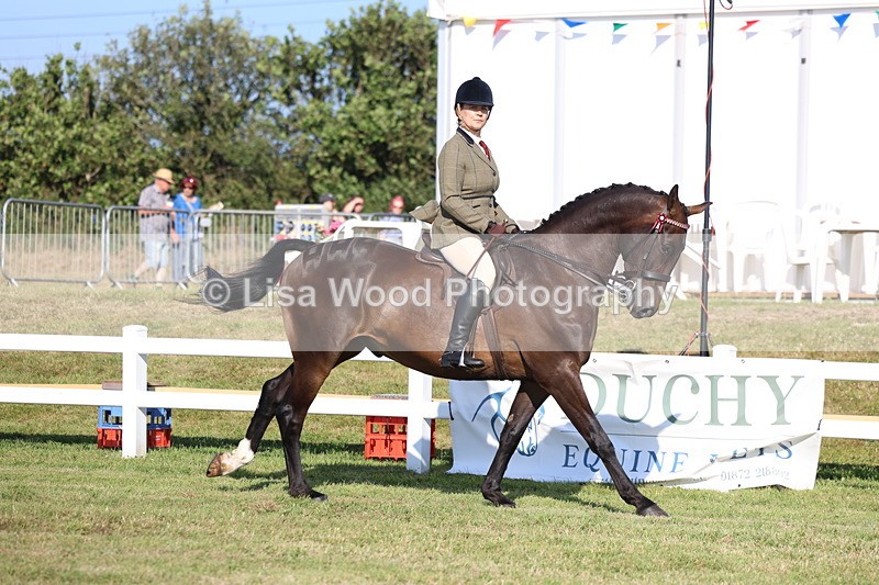3E7A5322 - Class 2: Rising Star Large Hack/Riding Horse