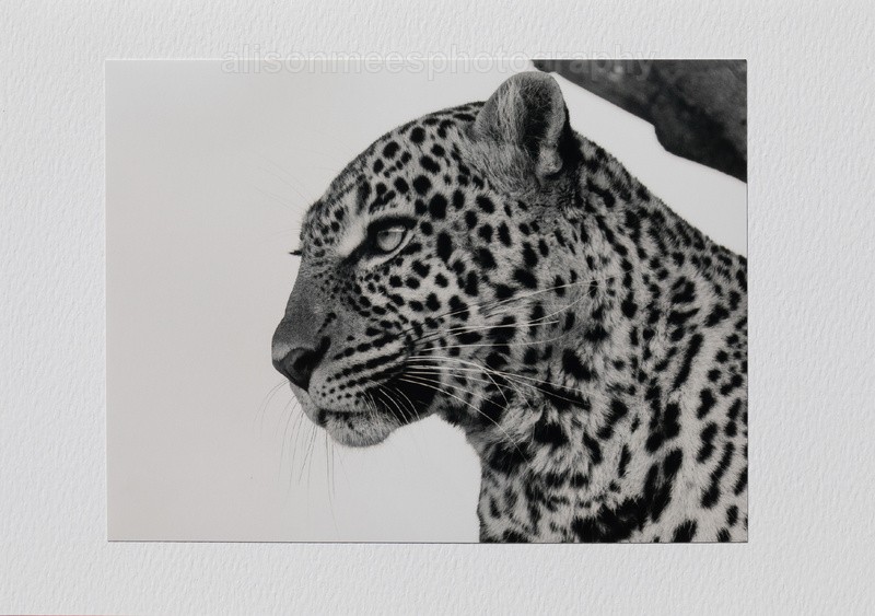 023 Leopard portrait - For Sale - Handmade Cards £2.50 each
